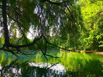 Scenic view of lake in forest