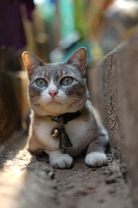 Portrait of cat relaxing outdoors