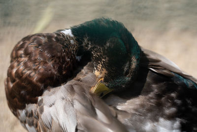 bird