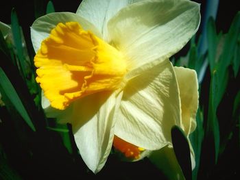 Close-up of yellow flower blooming outdoors