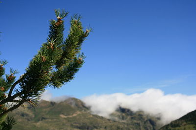 Low angle view of tree against blue sky