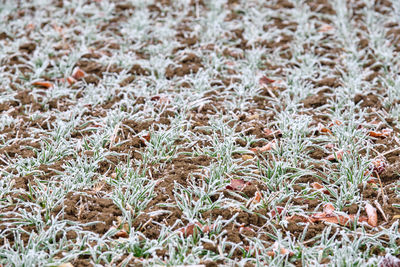 Full frame shot of snow on field