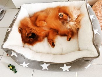 High angle view of a cat resting on the bed