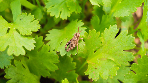 Close-up of insect on leaves