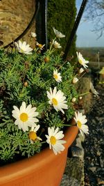 Close-up of flowers growing in lake