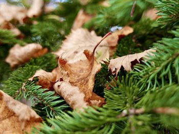 Close-up of a lizard on a tree