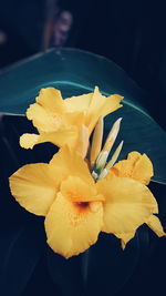 Close-up of yellow flower