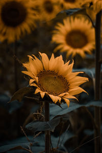 Close-up of yellow flowering plant