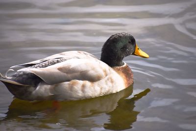 Close-up of duck swimming in lake