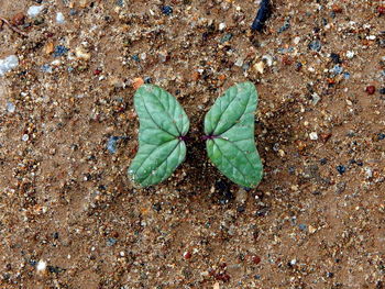 High angle view of leaf on sand