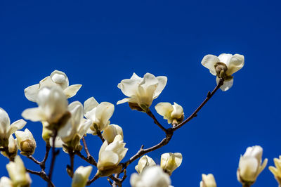 Low angle view of white flowering plants against clear blue sky