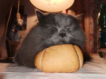 Close-up of cat sleeping on a piece of bread
