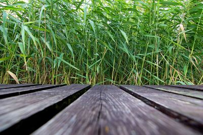 Surface level of boardwalk amidst plants