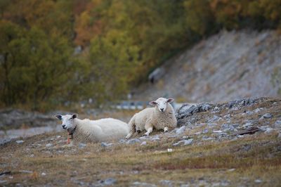 Two dogs on a land