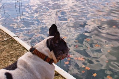 High angle view of dog on shore