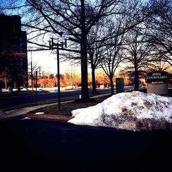 Bare trees in city during winter