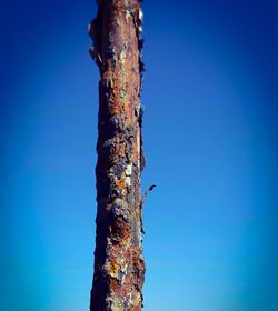 Close-up of tree trunk against blue sky