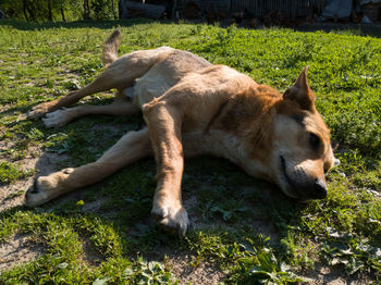 View of a dog resting on grass