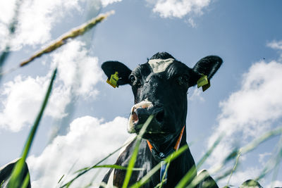 Low angle view of cow against sky