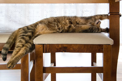 Cat sleeping on table