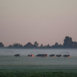 Horses grazing in a field