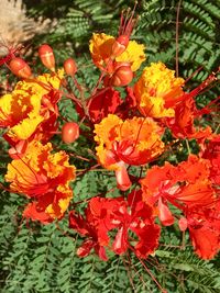 Close-up of flowers