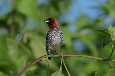 Close-up of a scaly-breasted munia perching on branch