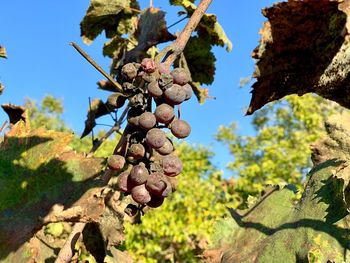 Low angle view of damaged grape in vineyard
