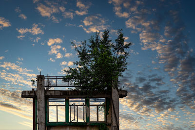 Low angle view of tree against sky during sunset