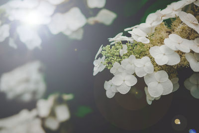 Close-up of white flowers blooming in park