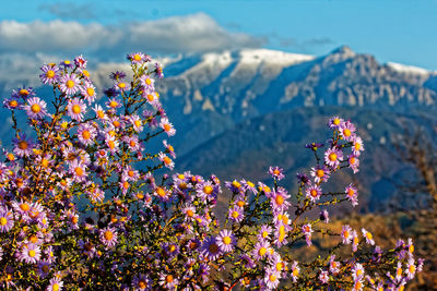 Close-up of flowering plants on snow covered land against sky