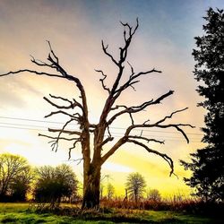 Silhouette bare trees on landscape against sky at sunset