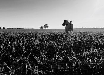 Dog standing on field against clear sky