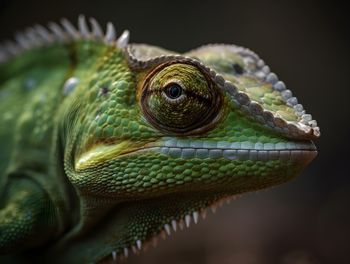 Close-up of iguana