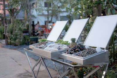 Close-up of potted plant on table in yard