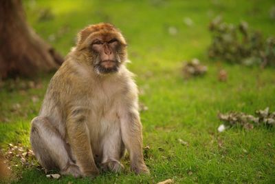 Lion sitting on field