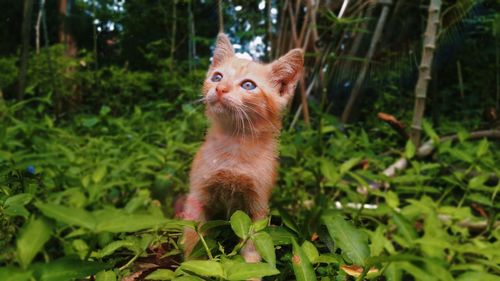 Portrait of kitten in the forest