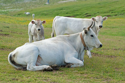 Cow relaxing on field