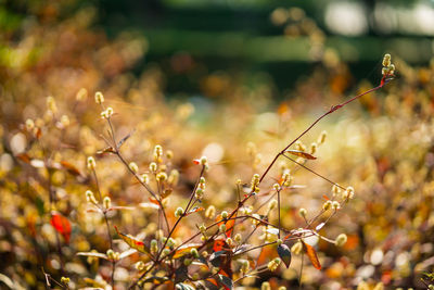 Close-up of flowering plant on field