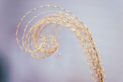 Macro closeup of dry prairie grass spiral pattern pattern pieces