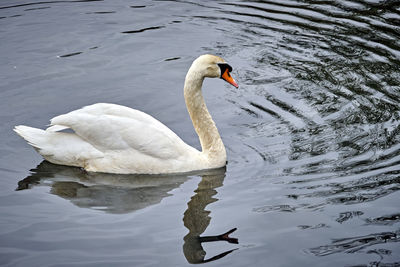 Swan swimming in lake