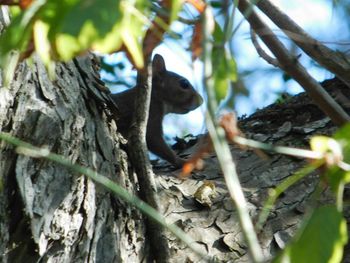Lizard on tree branch