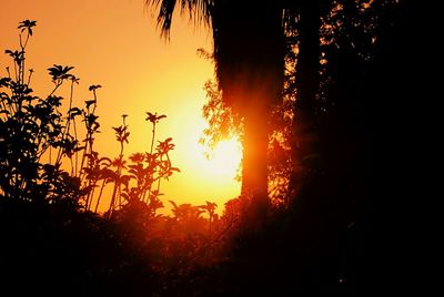 Silhouette of trees at sunset