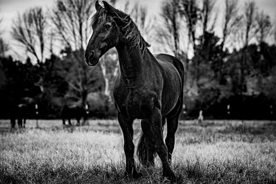 Close-up of horse standing on field