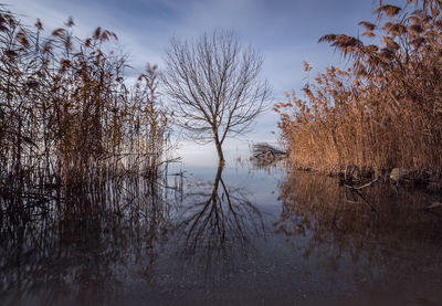 Bare trees by lake against sky