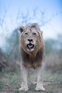 Portrait of cat standing on land