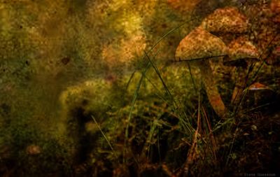 Close-up of mushroom in grass