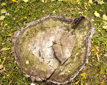 High angle view of lizard on tree stump