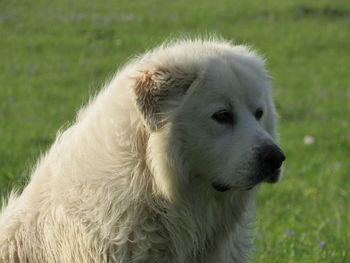 Close-up of dog looking away