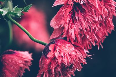 Close-up of red flowering plant